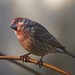 House Finch