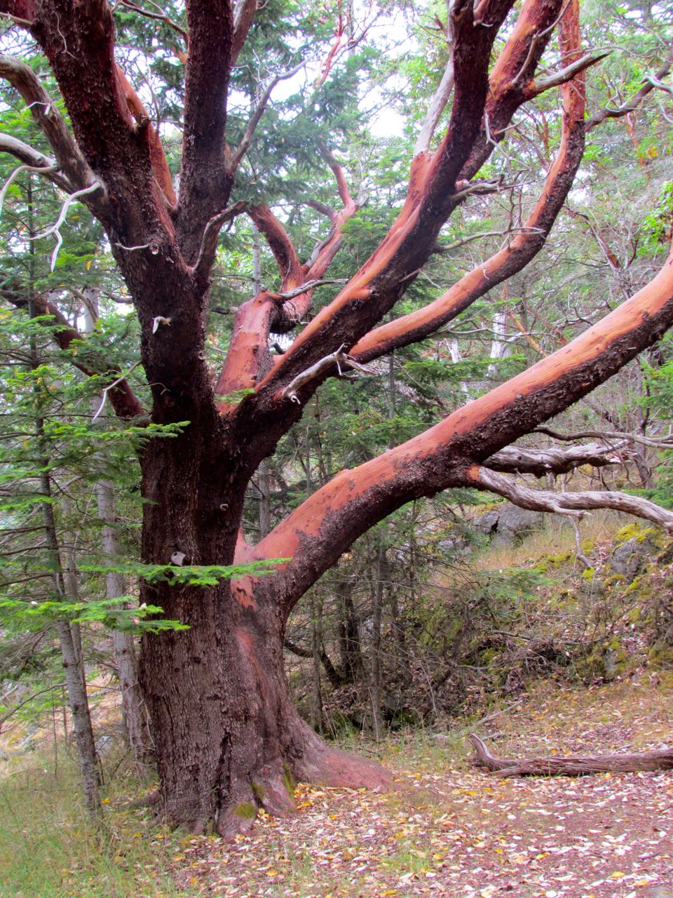 Hawaiian Sandalwood Tree Photograph by David L Moore - Fine Art America